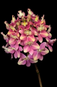 Epidendrum Pacific Charisma Watermellon Cream AM/AOS 81 pts.